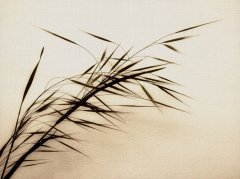 中国企业品牌中普遍缺乏一个好的英文名