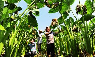 种植公司起名字