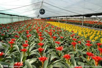 种植公司起名字