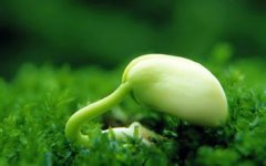 种业公司起名