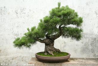 盆景企业名称大全