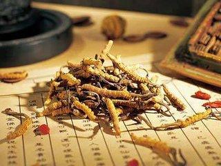 虫夏草名字的由来